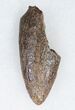 Tyrannosaurus rex (T-Rex) Tooth Tip - South Dakota #11916-2
